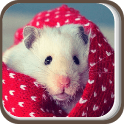 Cute animal picture