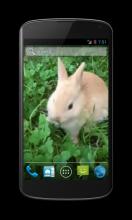 Bunny Free Video Wallpaper screenshot 1