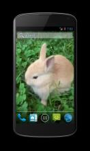 Bunny Free Video Wallpaper screenshot 4