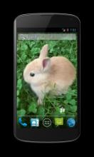 Bunny Free Video Wallpaper screenshot 2